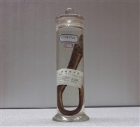 藏品(前肛鰻)的圖片